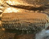 A picture of step 3 of Corn on the cob..