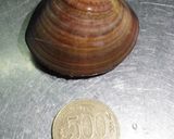 A picture of step 1 of Direct from a Chef! Clam Seasoned Rice for Girl's Day Festival.