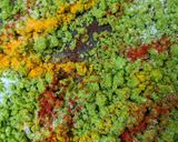 A picture of step 5 of Peas parantha.