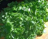 Foto del paso 1 de la receta: Pesto de perejil