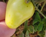 Foto del paso 3 de la receta: Espinazo de cerdo en salsa
