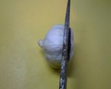 A picture of step 2 of Secret Technique! How to Peel Garlic Easy in a Microwave.
