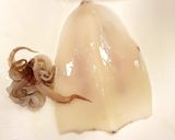 Foto del passaggio 3 della ricetta Alghe e calamari in salsa piccante (Miyok ogingho mucim)