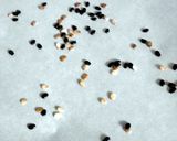 A picture of step 8 of Toasted Watermelon Seeds.