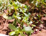 عکس مرحله 4 از دستور سالاد بلغور، خرفه و ریحان (سالاد انرژی‌بخش)