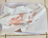 Foto langkah ke 2 dari resep Salmon Panggang.