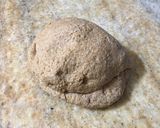 Foto del paso 4 de la receta: Pancitos de salvado
