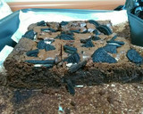 Foto del paso 8 de la receta: Brownie de chocolate con galletas oreo