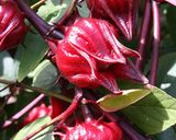 عکس مرحله 1 از دستور نوشیدنی چای ترش (هیبیسکاس)