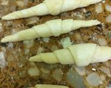 Foto del paso 5 de la receta: Medialunas de manteca sin gluten aptas para celiacos