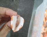 Hình bước làm 1 của món Nộm xoài tôm