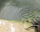 A picture of step 7 of Matcha Castella Sponge Cake.