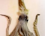 A picture of step 9 of For Squid Liver Lovers! Squid Legs and Liver Cooked in Foil.