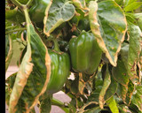 Foto del paso 6 de la receta: Morrones rellenos!!