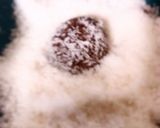 A picture of step 5 of Aussie Tim Tam Balls.