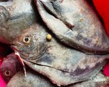 Foto langkah ke 2 dari resep Ikan Bawal Bakar ala Bumbu Jimbaran.