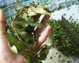 Foto langkah ke 8 dari resep Gulai lemak siput keladi.