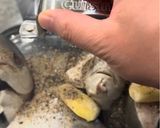 Hình bước làm 2 của món Cá Chim Hấp Bún Tàu