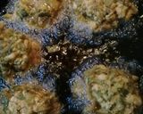 Foto del paso 5 de la receta: Buñuelos de espinaca