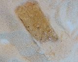 Foto del paso 6 de la receta Pencas de acelga rebozadas
