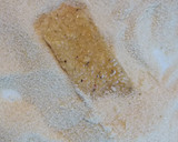 Foto del paso 6 de la receta: Pencas de acelga rebozadas