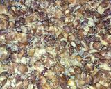 কার্ডি ব্ল্যাক চানা (Curdy Black Chana recipe in Bengali) রেসিপি ধাপ - 2 ছবি