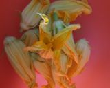 Foto del passaggio 1 della ricetta Fiori di zucca