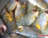 কই মাছ ভুনা রেসিপির ধাপ 1 ছবি