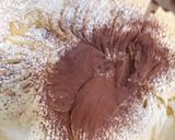 Foto langkah ke 2 dari resep Kue Benang Coklat Chips.