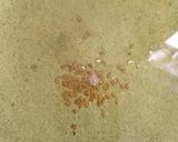 Gambar langkah 8 resipi Asam Pedas Ikan Selar.