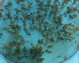 A picture of step 6 of Dry Mint.