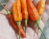 Foto langkah ke 1 dari resep Sambal Bawang Masak.