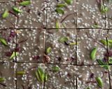 A picture of step 5 of Sesame, almond and peanut butter squares.