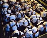 Chocolate Crinkle Cookies recipe step 4 photo