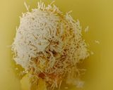 Foto langkah ke 1 dari resep Stik Keju Renyah Simple.