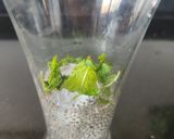 A picture of step 5 of Ice Apple Mint Chia Cooler - Tadgola Pudina Chia Sharbat.