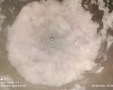 Foto del paso 5 de la receta: Lomo rebozado en salsa de cebolla