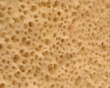 Une image de l'étape 5 de Crêpes mille trous ou baghrir au blender super rapide et inratable.