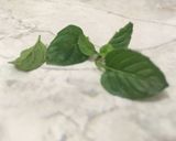 Foto del paso 1 de la receta: Té verde, tiene sabor 🎼