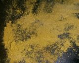 A picture of step 2 of Sig's Stuffed Sweet Pepper in a Creamy Dhal Sauce.
