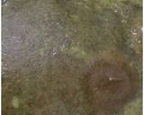 A picture of step 5 of Indori Palak Ki Puri.