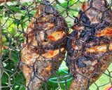 Foto langkah ke 5 dari resep Nila Bakar Pedas.