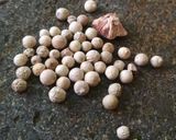 Foto langkah ke 2 dari resep Kroket kentang / Pergedel kentang isi sosis #16.