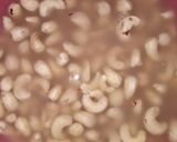 Foto langkah ke 1 dari resep 474. Kacang Mede Goreng.