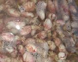 Foto langkah ke 1 dari resep Sambal Baby Cumi Petai.