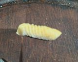 Foto del paso 3 de la receta: Cavatelli de Zanahoria 🥕 y sémola