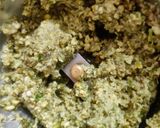 A picture of step 2 of Moong veggie chilla.