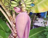 Foto langkah ke 1 dari resep Oseng Jantung Pisang.