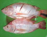 Foto langkah ke 1 dari resep Ikan Bakar Bumbu Meresap.