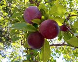Foto del paso 8 de la receta: Mermelada de ciruelas 🍒🍒